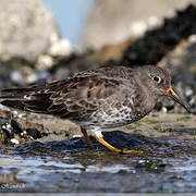 Purple Sandpiper