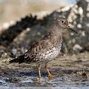 Purple Sandpiper