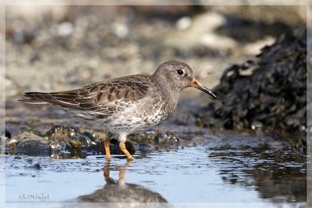 Purple Sandpiper