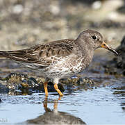 Purple Sandpiper