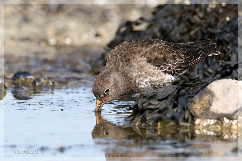 Purple Sandpiper