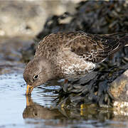 Purple Sandpiper