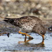 Purple Sandpiper