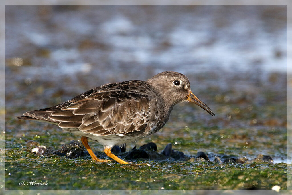 Purple Sandpiper