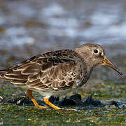 Purple Sandpiper