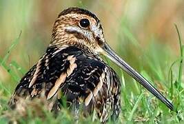 Common Snipe