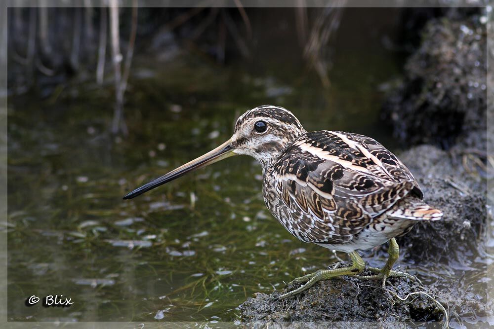 Common Snipe