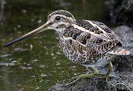 Common Snipe