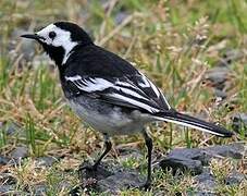 White Wagtail (yarrellii)