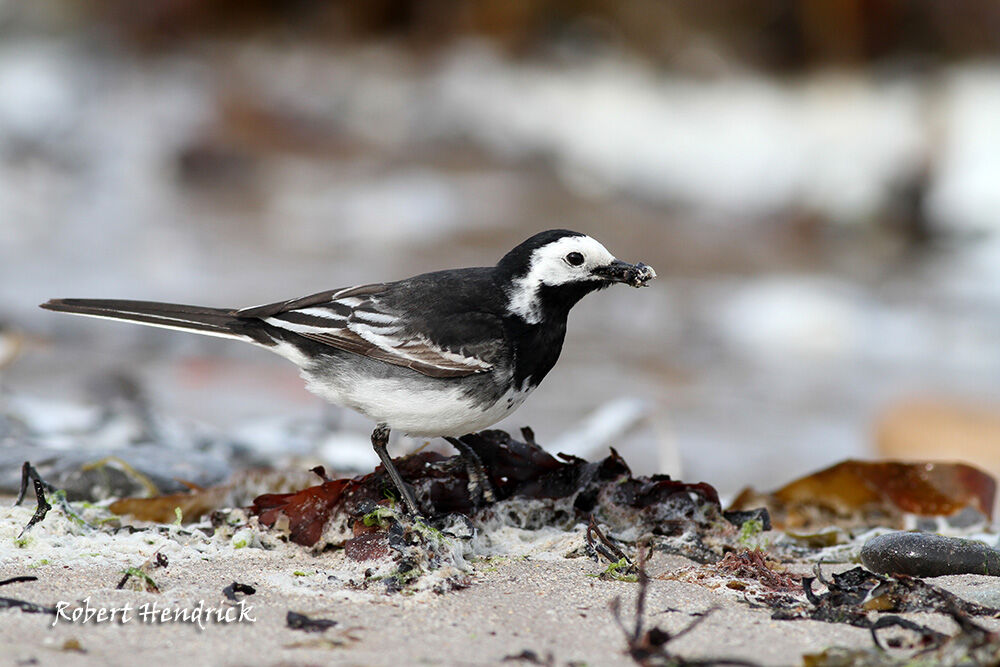 White Wagtail (yarrellii)