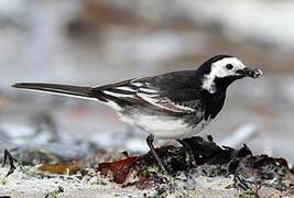 White Wagtail (yarrellii)