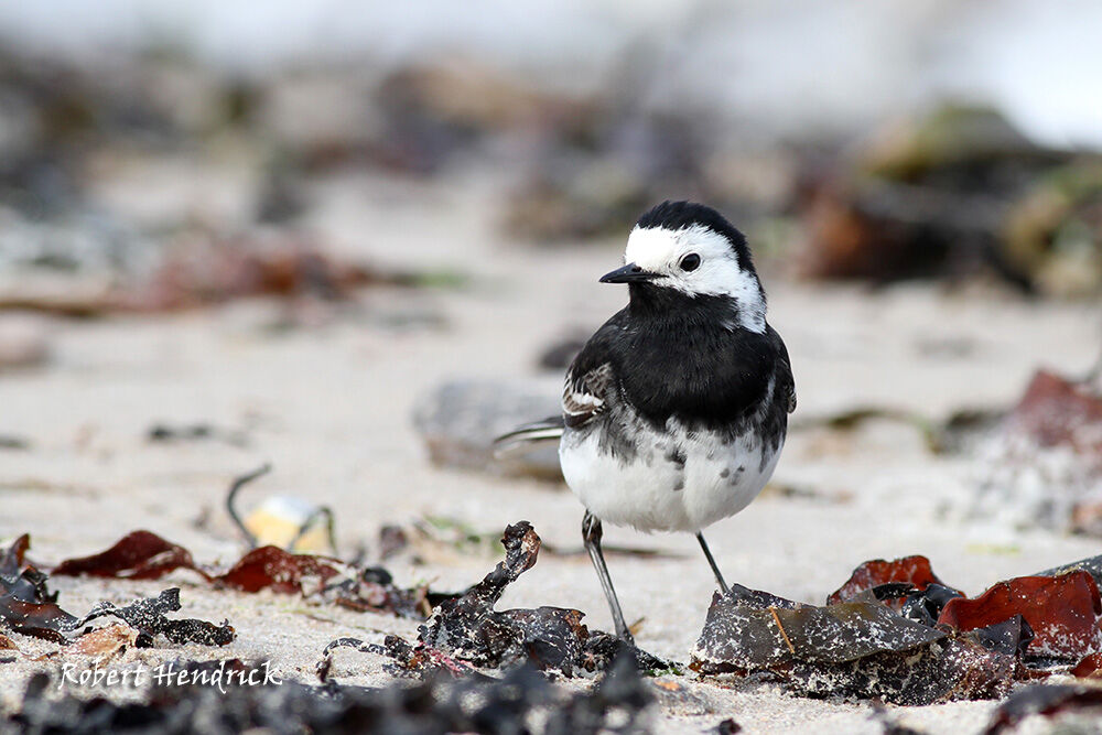 White Wagtail (yarrellii)