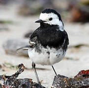 White Wagtail (yarrellii)