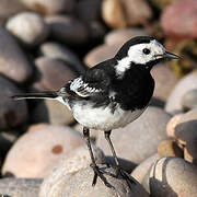 White Wagtail (yarrellii)