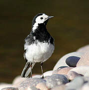 White Wagtail (yarrellii)