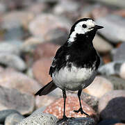 White Wagtail (yarrellii)