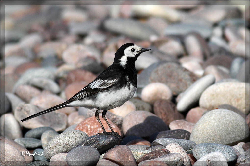 White Wagtail (yarrellii)