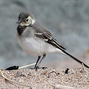 White Wagtail (yarrellii)