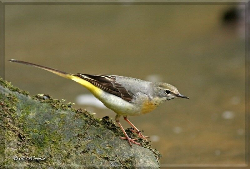 Bergeronnette des ruisseaux