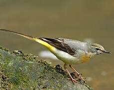 Grey Wagtail