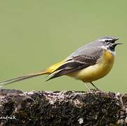 Grey Wagtail