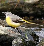 Grey Wagtail