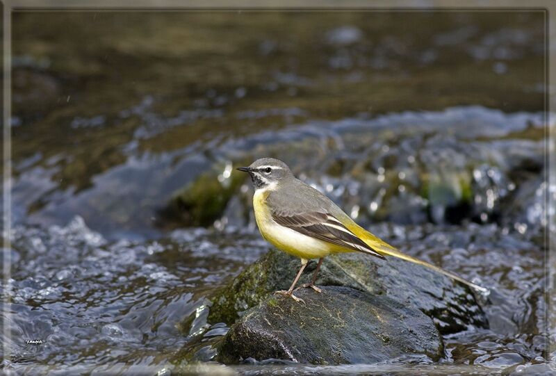 Grey Wagtail