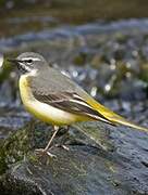 Grey Wagtail