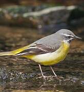 Grey Wagtail