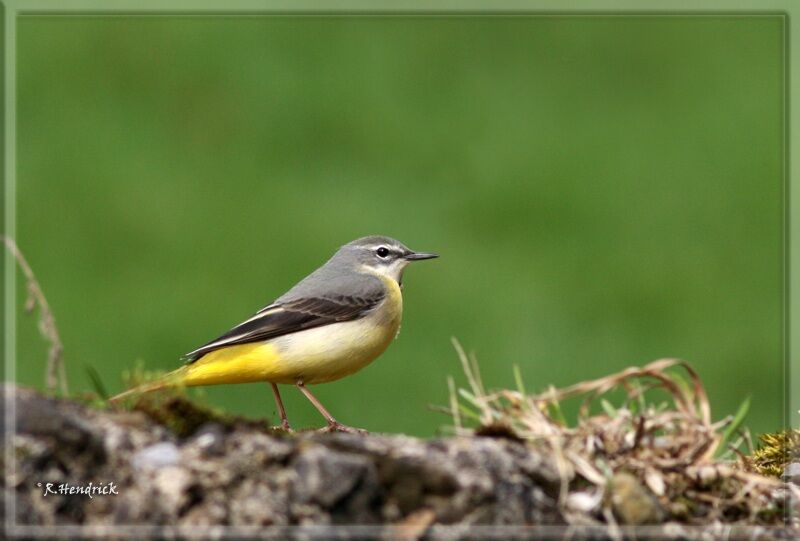 Grey Wagtail