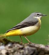 Grey Wagtail