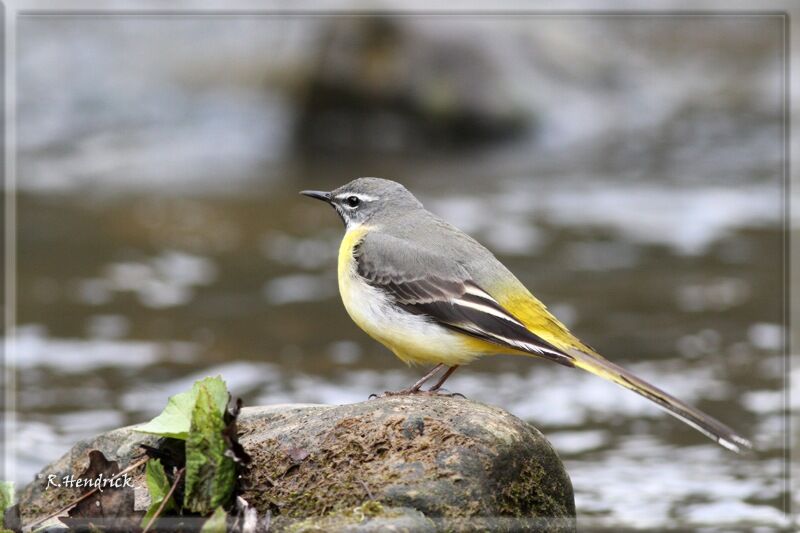 Grey Wagtail