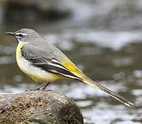 Grey Wagtail