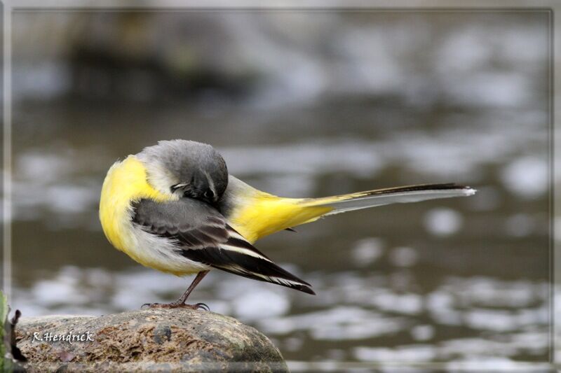 Grey Wagtail, care