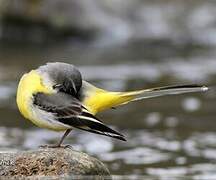 Grey Wagtail