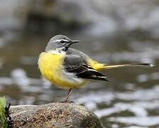 Grey Wagtail