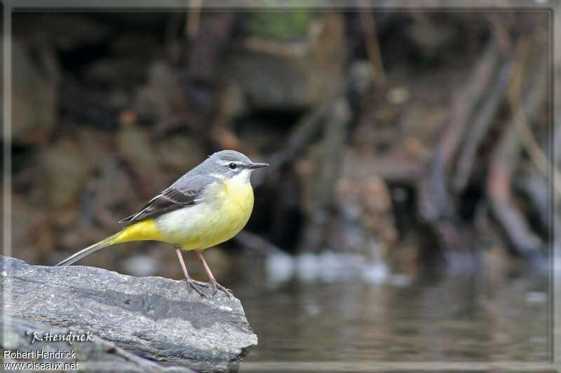 Bergeronnette des ruisseaux femelle, identification