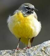 Grey Wagtail