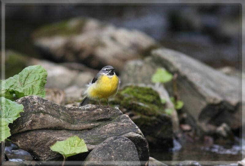 Grey Wagtail