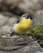 Grey Wagtail