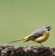 Grey Wagtail