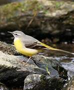 Grey Wagtail