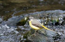 Grey Wagtail