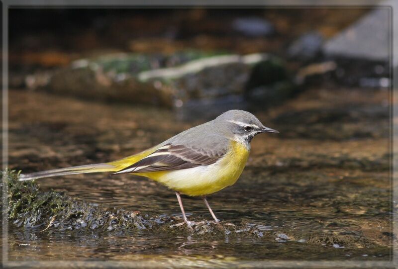 Grey Wagtail