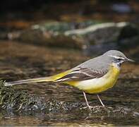 Grey Wagtail