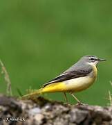 Grey Wagtail