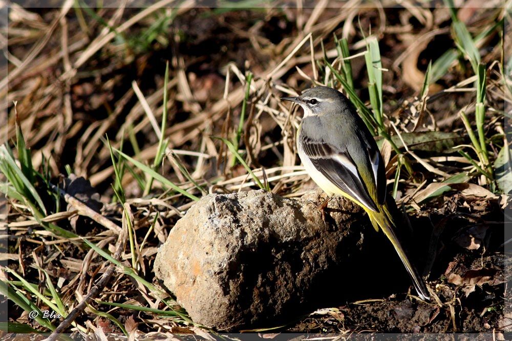 Grey Wagtail