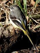 Grey Wagtail