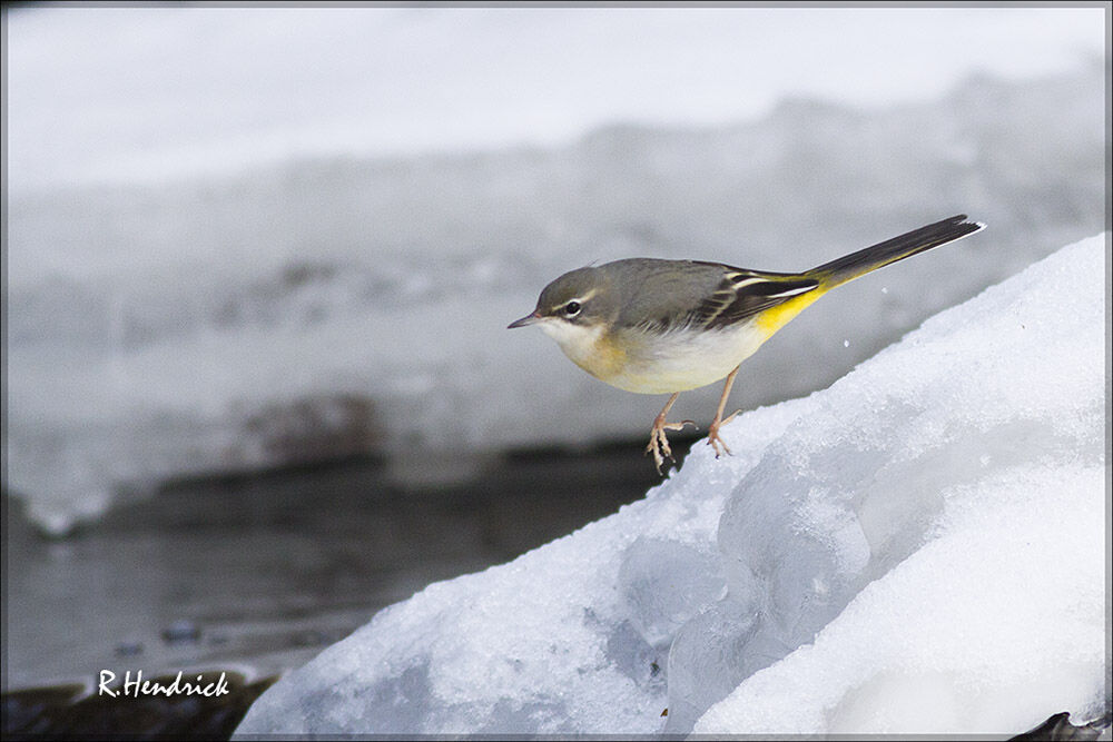 Grey Wagtail