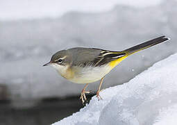 Grey Wagtail